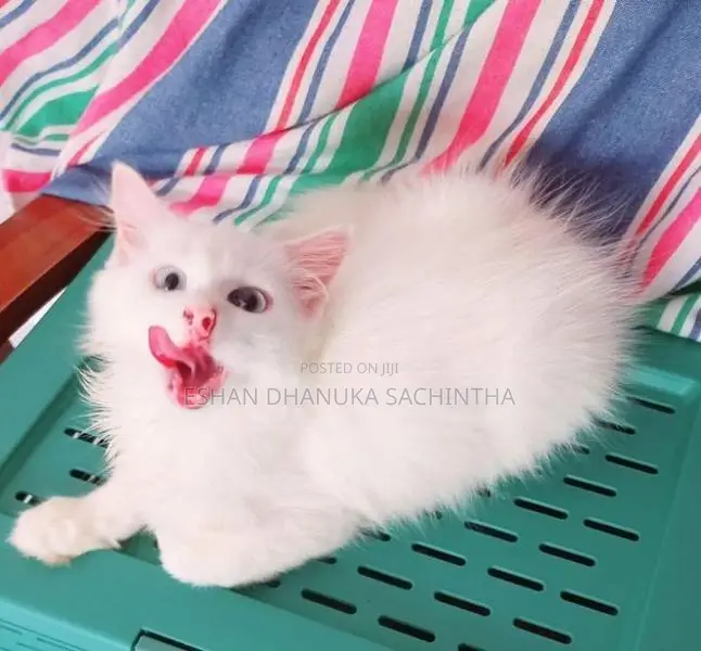 Persian Cats
