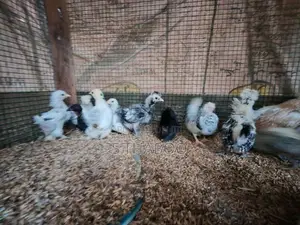 Bantam Chicks