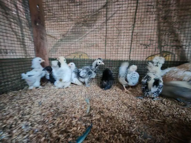 Bantam Chicks