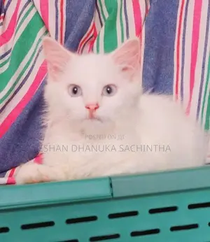 Persian Cats