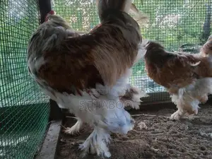 Bantam Chicks
