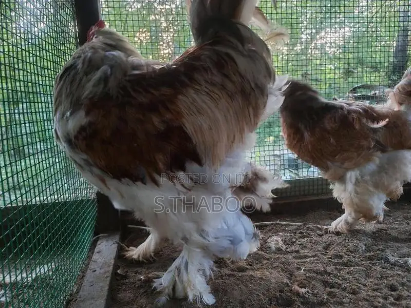 Bantam Chicks