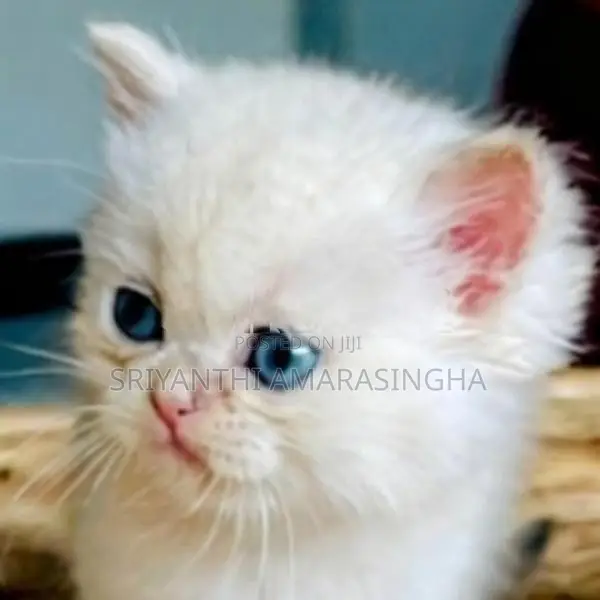 Persian cats