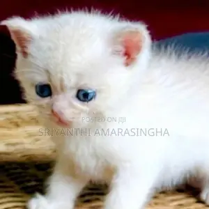 Persian cats