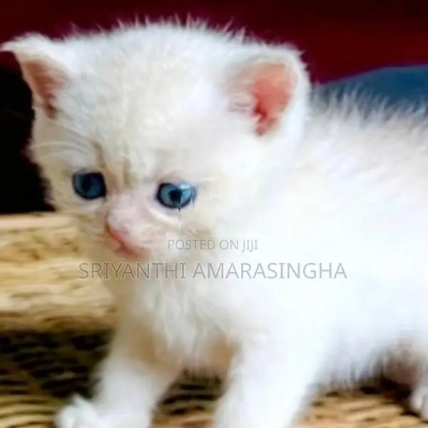 Persian cats