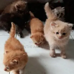 Persian cats
