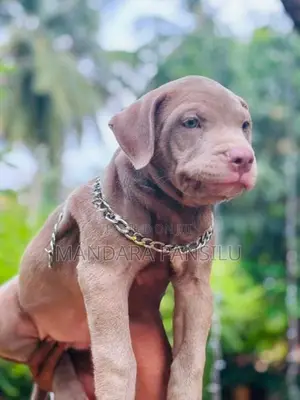 American Bully Puppies