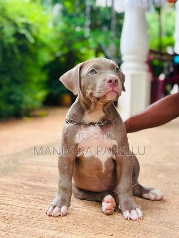 American Bully Puppies