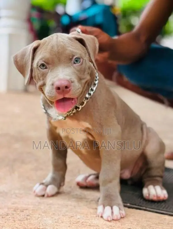 American Bully Puppies