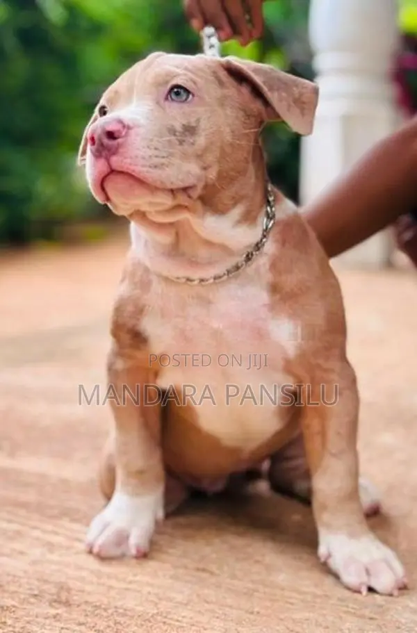 American Bully Puppies