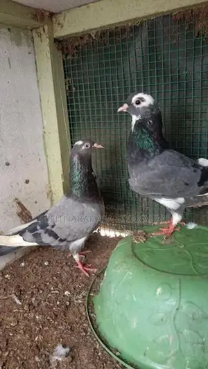 Timing Pigeon