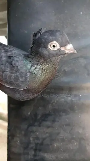 Timing Pigeon