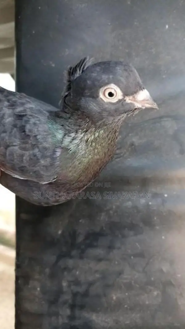 Timing Pigeon
