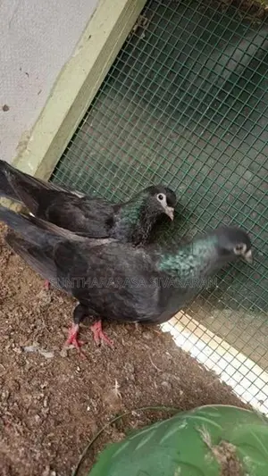 Timing Pigeon