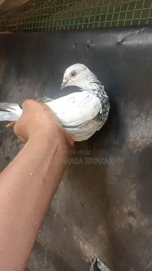 Timing Pigeon
