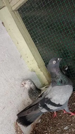 Timing Pigeon