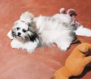 Shih Tzu Puppy