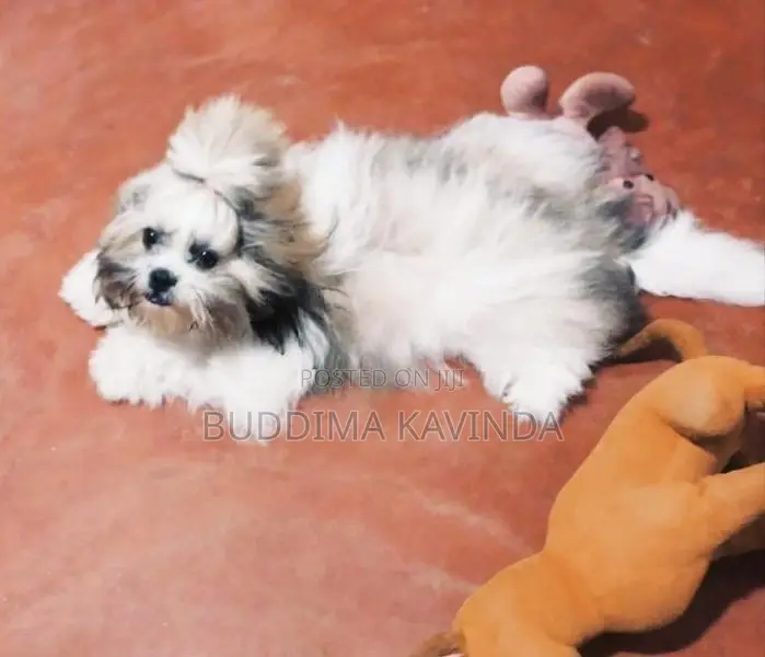 Shih Tzu Puppy