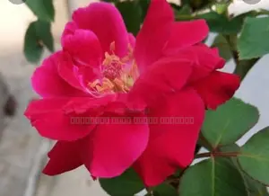 ஊர் ரோஸ்