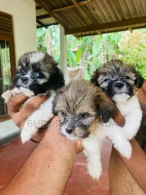 Shih Tzu Puppy