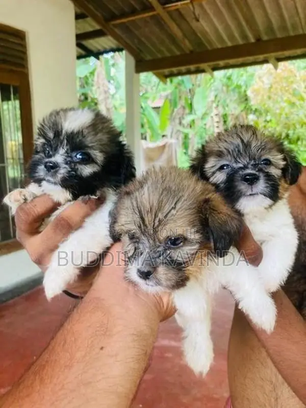 Shih Tzu Puppy