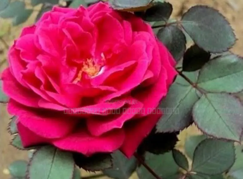 ஊர் ரோஸ்