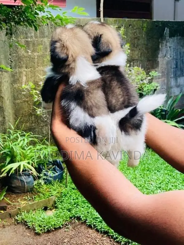 Shih Tzu Puppy