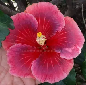 செம்பருத்தி