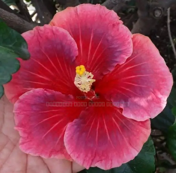 செம்பருத்தி