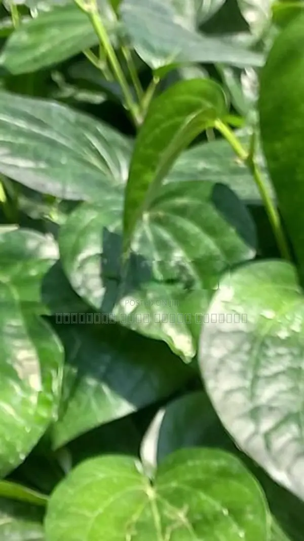 வெற்றிலை