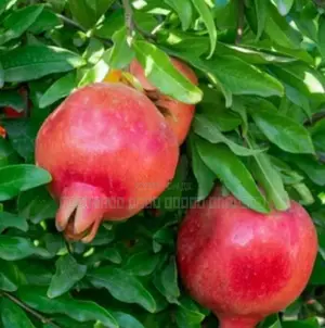 மாதுளை கன்றுகள்
