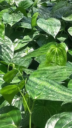 வெற்றிலை