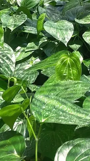 வெற்றிலை