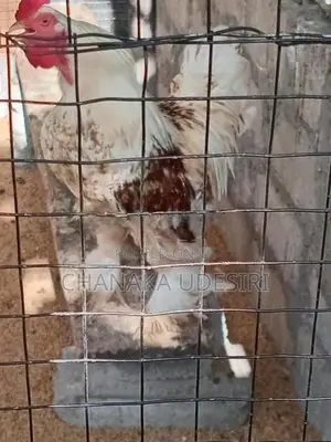 Brahma Chicken