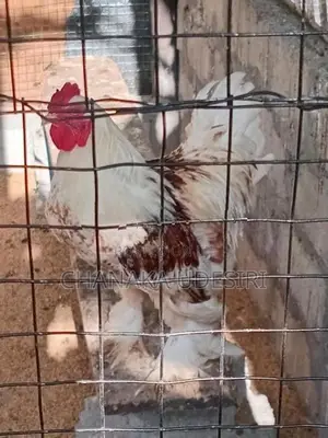 Brahma Chicken