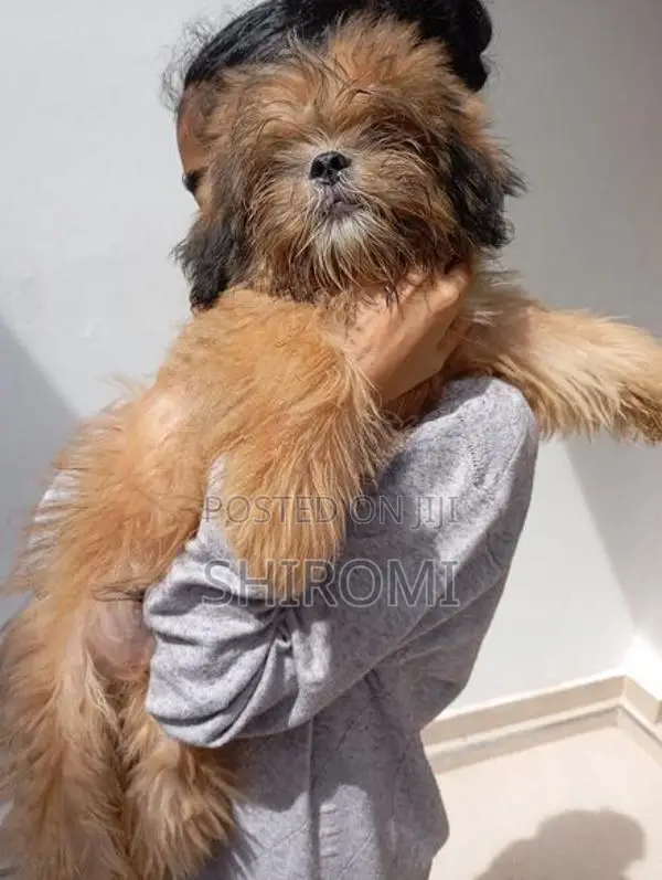 Shih Tzu Puppies