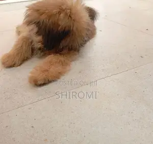 Shih Tzu Puppies