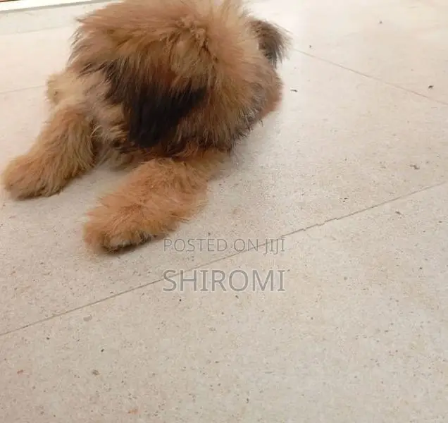 Shih Tzu Puppies