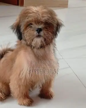 Shih Tzu Puppies