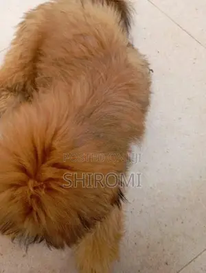 Shih Tzu Puppies