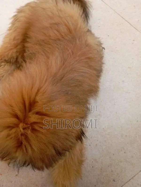 Shih Tzu Puppies