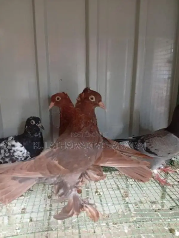 Pigeons