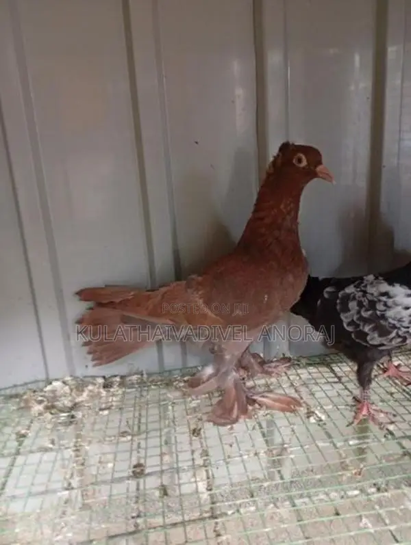 Pigeons