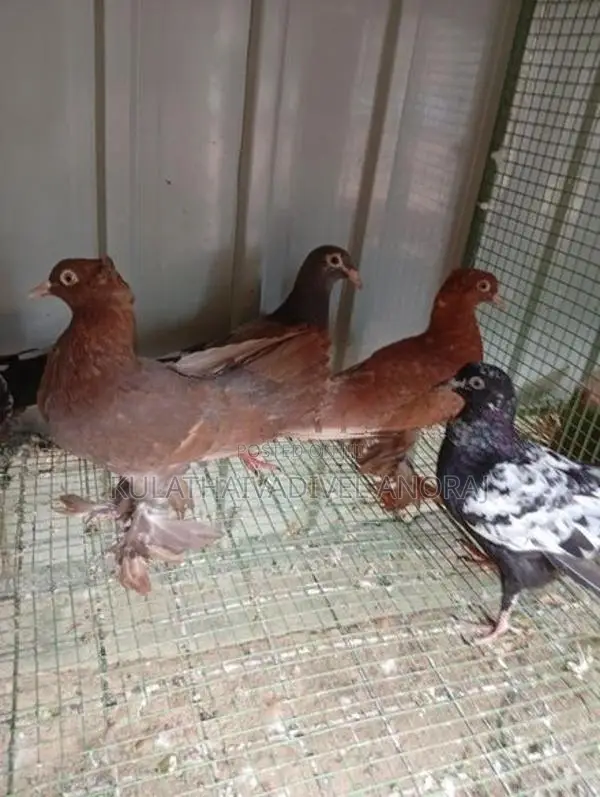 Pigeons