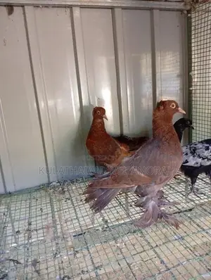 Pigeons