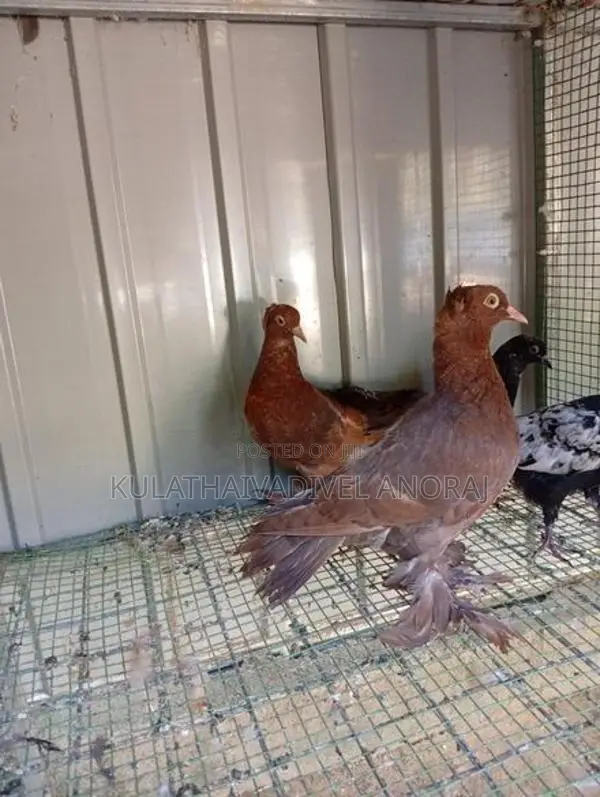 Pigeons