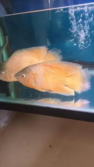 Oscar Fish