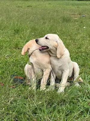Labrador