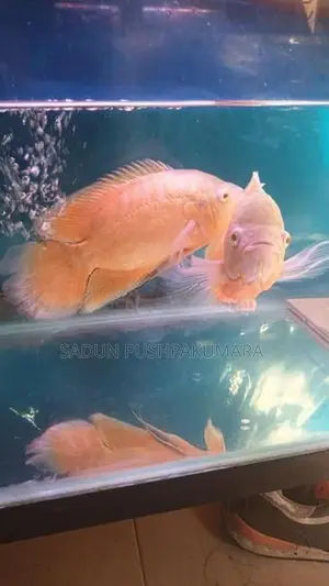 Oscar Fish