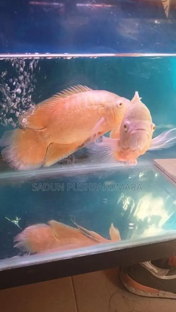 Oscar Fish